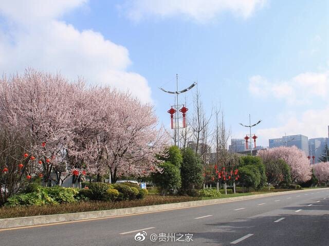 贵阳林城东路春意盎然美入画
