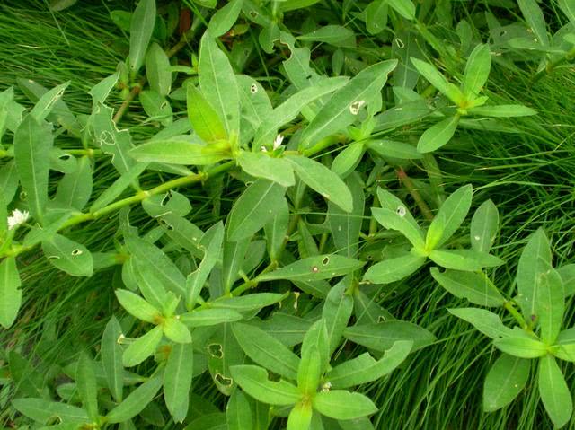 农村这种野草繁殖力强悍,农村痛恨,不煮熟不敢喂猪