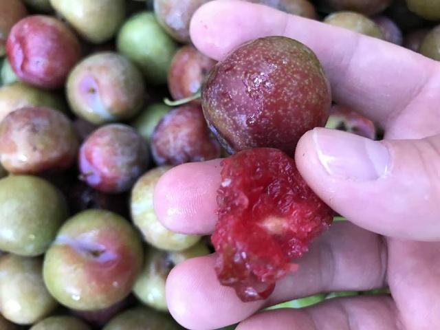 这李子吃一口都是"鸡血"色,十几元一斤抢着买,还能治病!