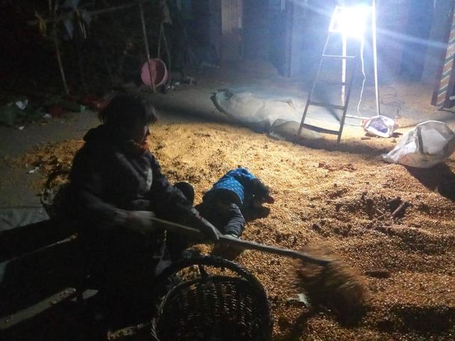 农村老人熬夜捡玉米,三岁小孩躺玉米堆睡着,让人泪目