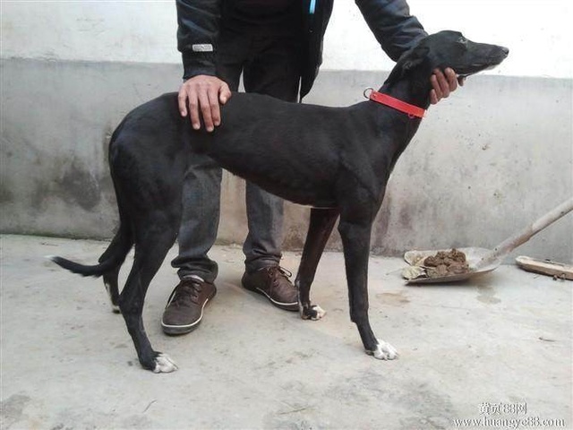 格力犬抓兔犬多少钱一条