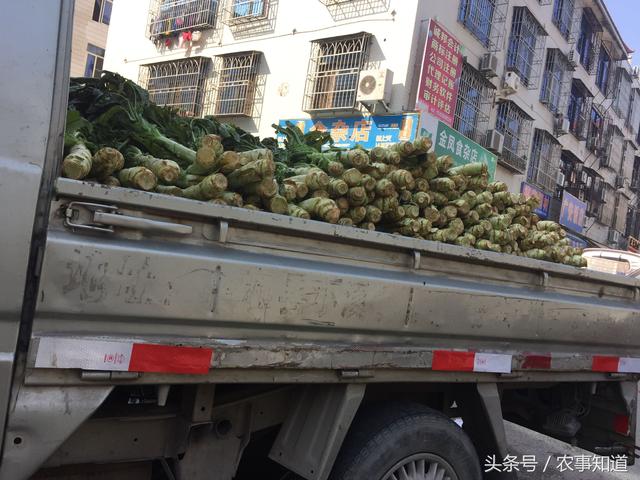 农村小伙一车菜当街贱卖,无人问津,路人的话令人伤心