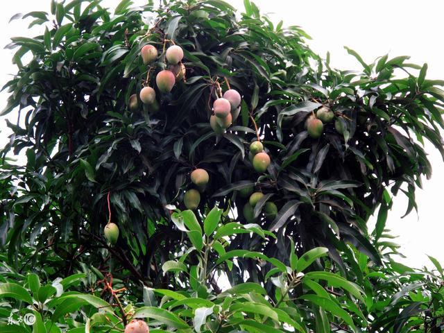 沙井鲜蚝,南山荔枝,西乡基围虾,福永乌头鱼,南澳鲍鱼,西丽芒果,石岩