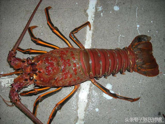 海捕大龙虾世界名虾你见都没见过的虾
