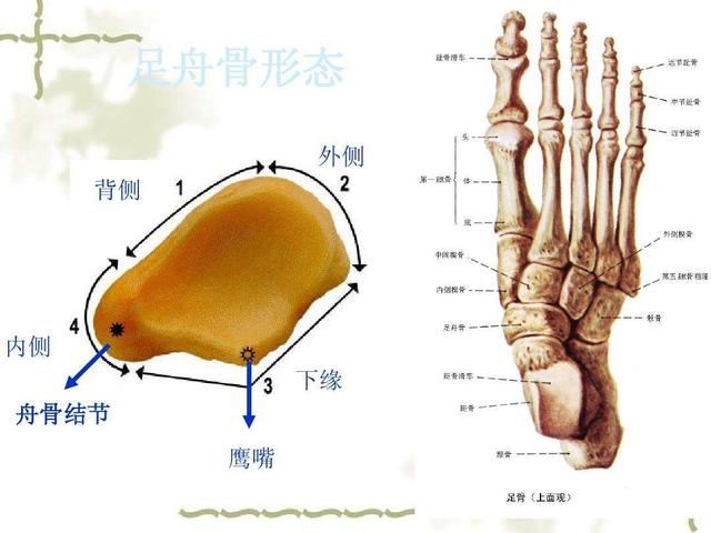 c罗|骨头|脚踝_新浪新闻
