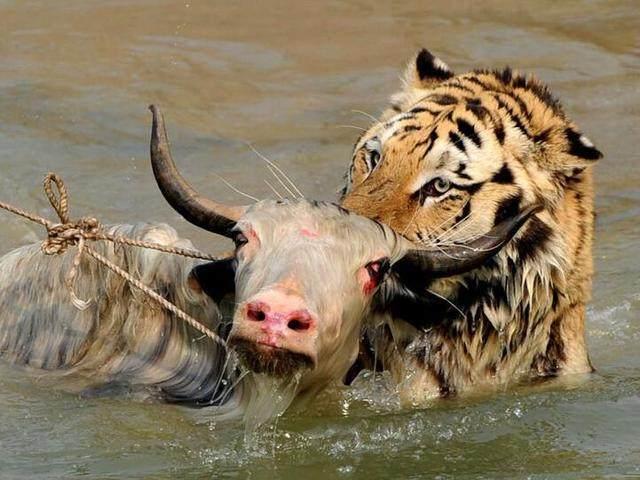 野牛掉进了老虎园结果出现这场面网友和老虎抢牛肉呢