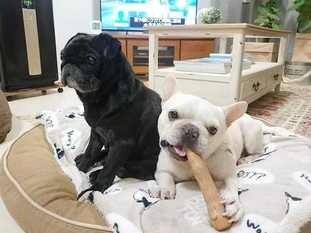 法斗和巴哥是我认为最理想的组合