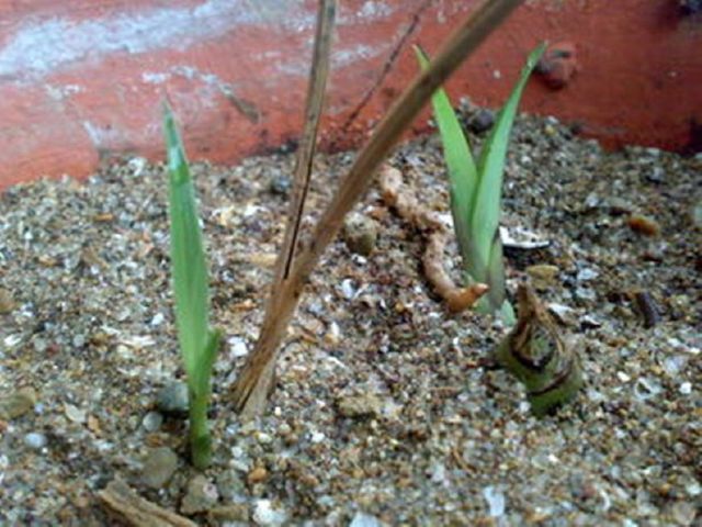 兰花老芦头辛苦一辈子,没有功劳有苦劳,教你两招让其满血复活