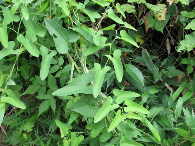 2017年10月,马兜铃被国际卫生组织认定,其含有的马兜铃酸为一级致癌物