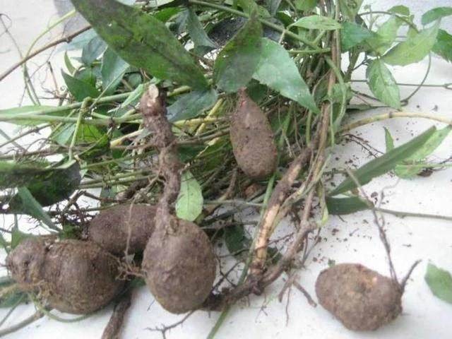 这样吃肉就是在喂养癌细胞再不注意小心癌症找上你