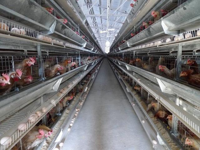 翁山农夫:规模化蛋鸡场,应该注意哪些问题?