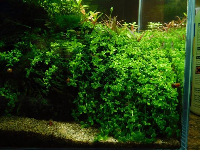生物:主要是虾,有一些苹果螺造景水草:珊瑚莫斯,天胡荽,趴地矮珍珠