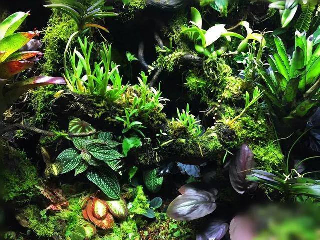 家居水景丨生态缸造景小缸组作品赏析