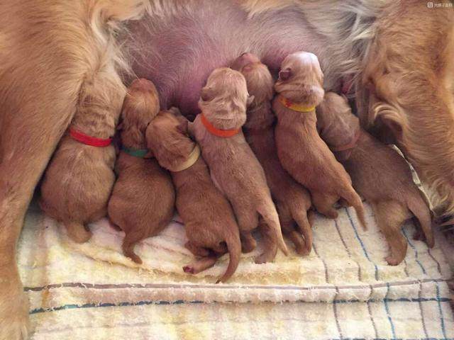 怀孕金毛被清洁工阿姨所救,为报恩竟把自己的孩子送给她,太暖心