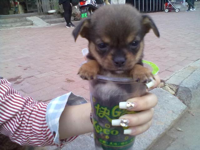 揭秘茶杯犬背后的心酸人们的宠爱是它们的噩梦
