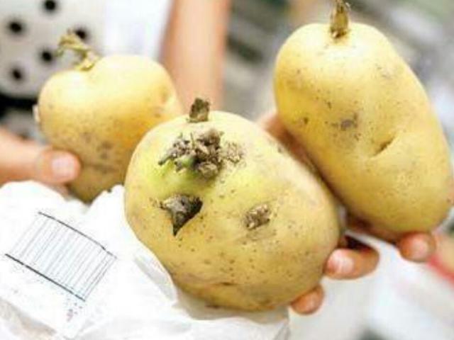 怀孕有风险这八种食物千万不能吃