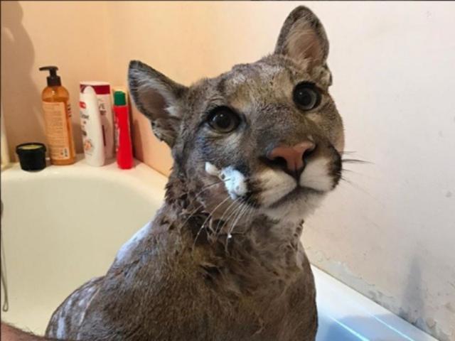 美洲狮梅西被当梗图爆红 原来竟曾是受虐动物