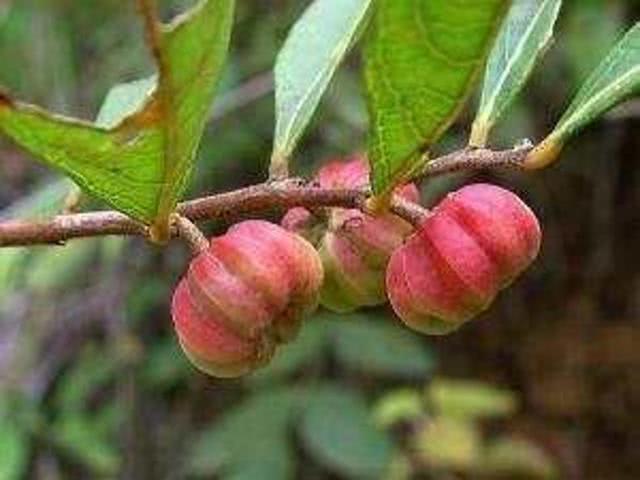 在农村长大的孩子,都吃过这种野果,许多城市人都不知道