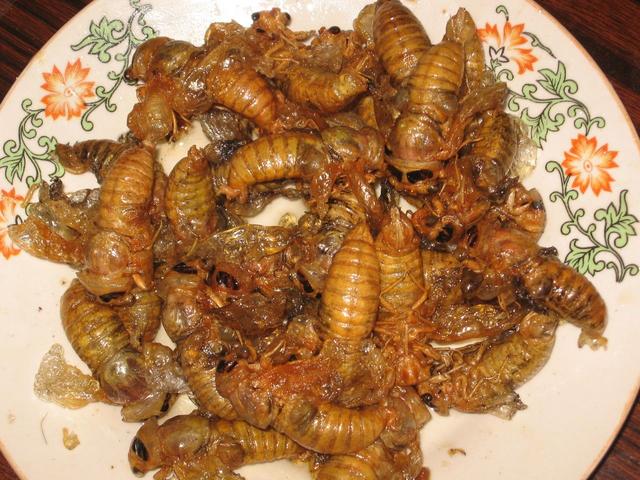 在农村这可是美味,你们敢吃嘛?