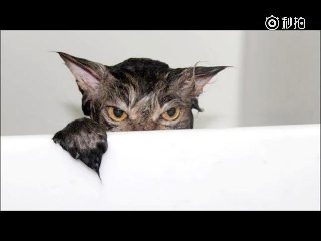 可怜的小狗快被玩坏了