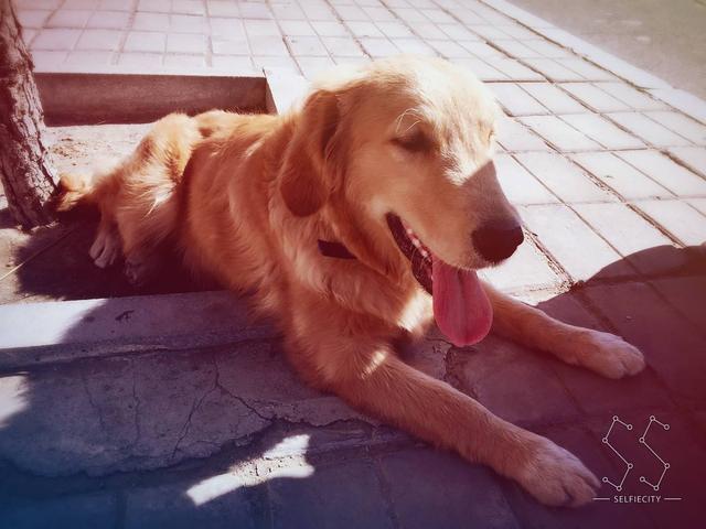 被誉为狗界中的大暖男金毛犬,带它回家的6大理由!