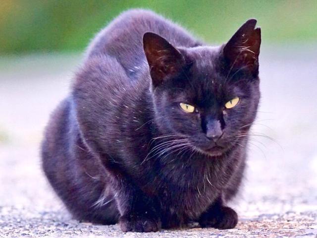 这只黑猫,曾经很帅气,可后来它却选择打哈欠