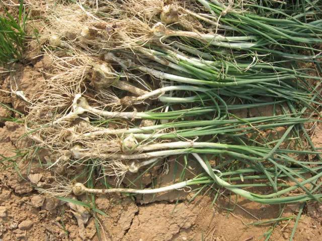 又名薤白,薤根,藠子,小独蒜,薤白头小蒜,小根菜:呈不规则卵圆形,表面