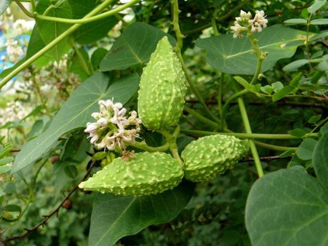 不过,在掐它果实的时候要注意,因为它的叶儿梗儿会有乳白色的汁液流出
