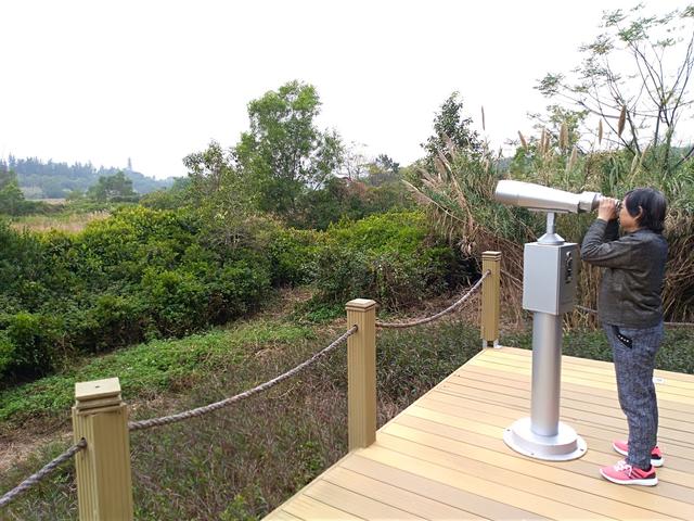 深圳华侨城湿地公园观鸟