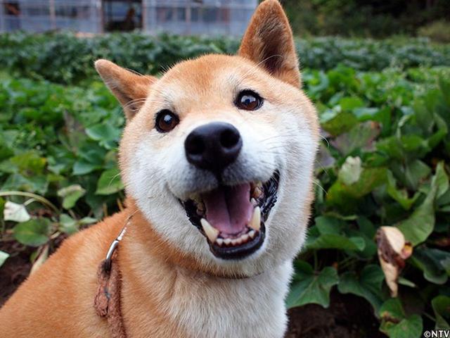 16岁柴犬北登离世网民悼念微笑天使