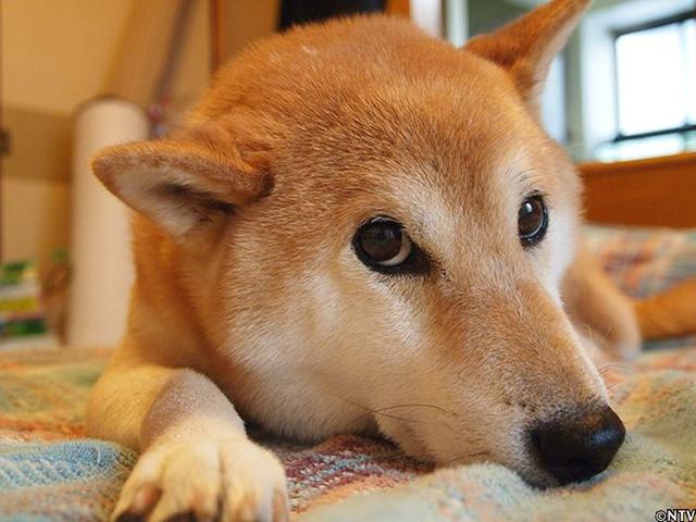 16岁柴犬北登离世网民悼念微笑天使