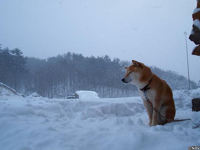 16岁柴犬北登离世网民悼念微笑天使