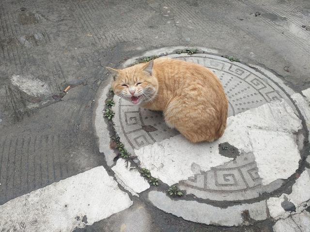 一只又冷又饿的猫咪