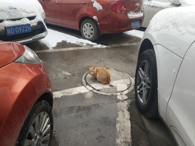 一只又冷又饿的猫咪