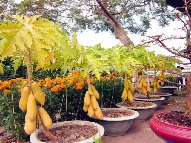 盆栽的木瓜需要保持全年温暖湿润的环境,空气过度干燥也是养不好的.