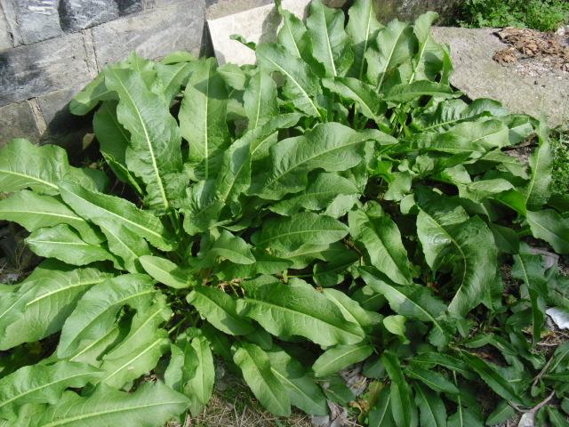 长在农村的“土大黄”你认识吗？它的作用功效你知道吗？|土大黄|羊蹄|草药_新浪新闻