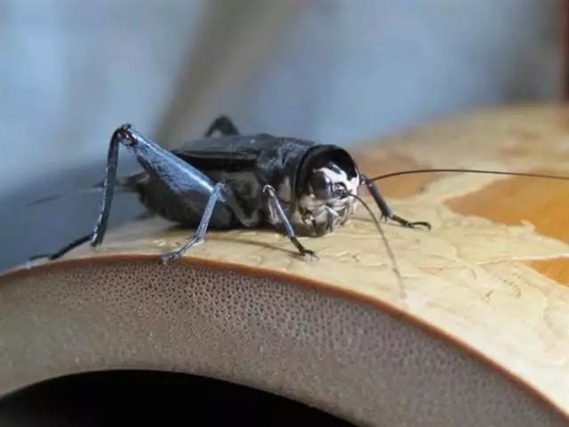 老北京的玩意儿油葫芦