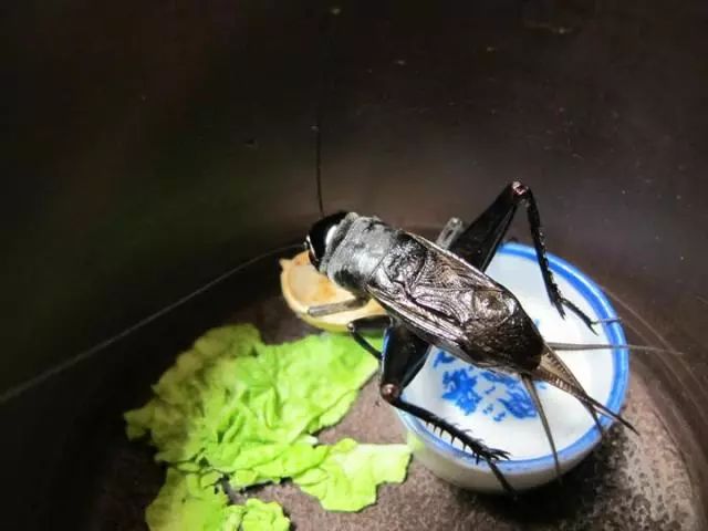 老北京的玩意儿油葫芦