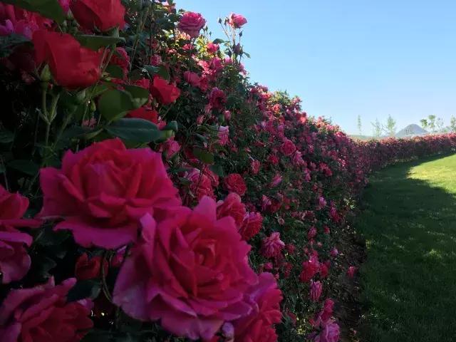 最美营地丨丽江旅游新名片——雪山下的玫瑰庄园