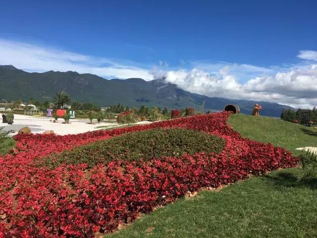草坪婚礼区的花墙打开新浪新闻丽江雪山玫瑰庄园的花海以玫瑰为主,有