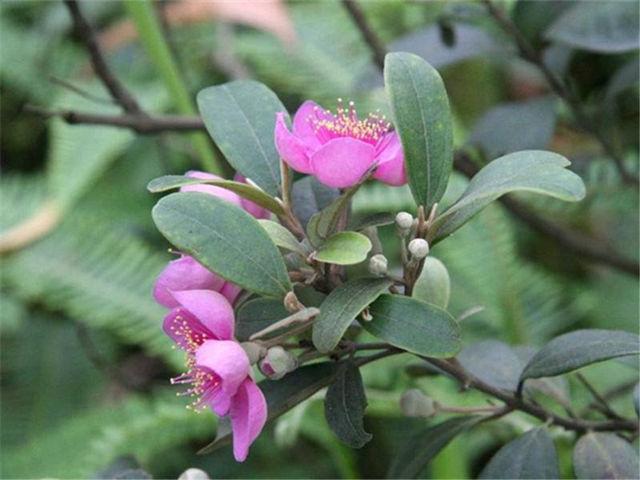 稔子别名:桃金娘,哆尼,岗菍,山菍,多莲,当梨根,稔子树,豆稔,仲尼,乌