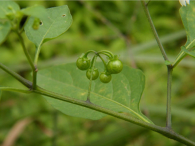 这种中草药可以"抗癌",但是有这几种特征的人可不能服用