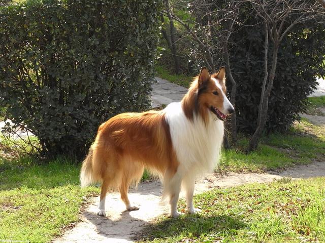 只需要3步教你辨别优质的苏格兰牧羊犬,看看你家狗狗纯不纯