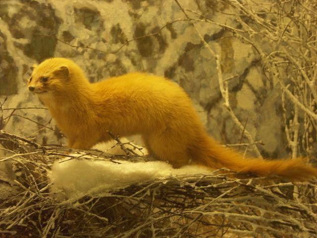 农村流传的"黄大仙"会迷惑人, 你知道黄大仙有几种吗?