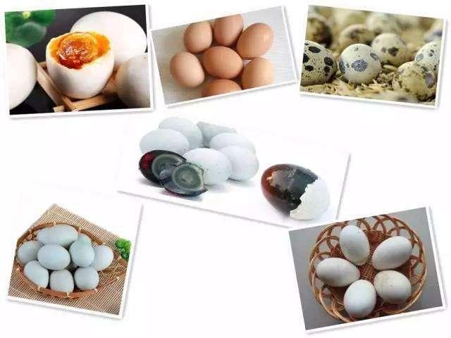 鸽子蛋和鸡蛋对比图片