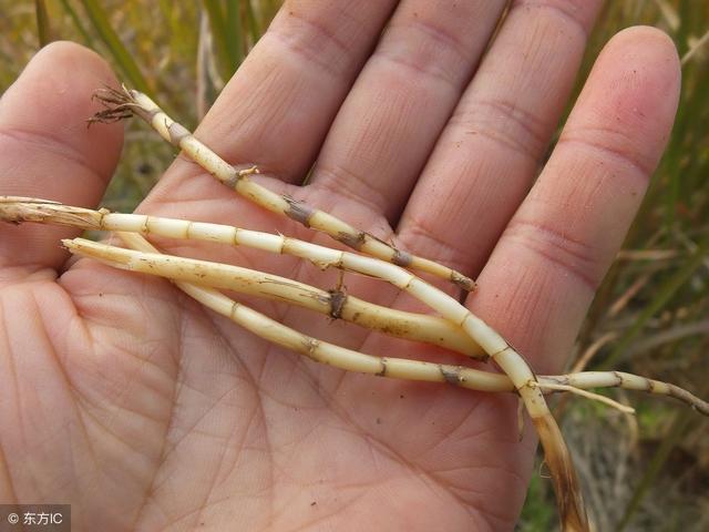 把这4种药材和山楂,甘草,罗汉果,绿茶这些具有清热解毒,利尿的药材一