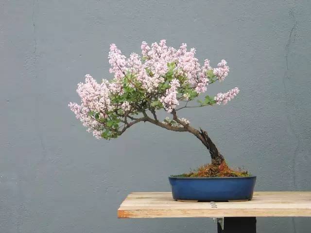 淡紫色的丁香花,犹如美人盆景秋林好美的枫叶~秋天的枫叶,金黄灿烂让