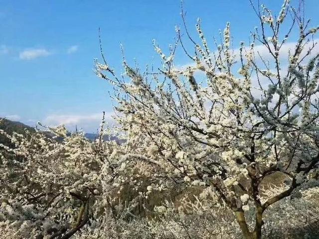 广西这座森林小城8000亩李花绽放，花开成海！