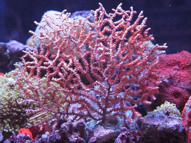 各种珊瑚虫,珊瑚藻,珊瑚礁,琳琅满目色彩绚丽.