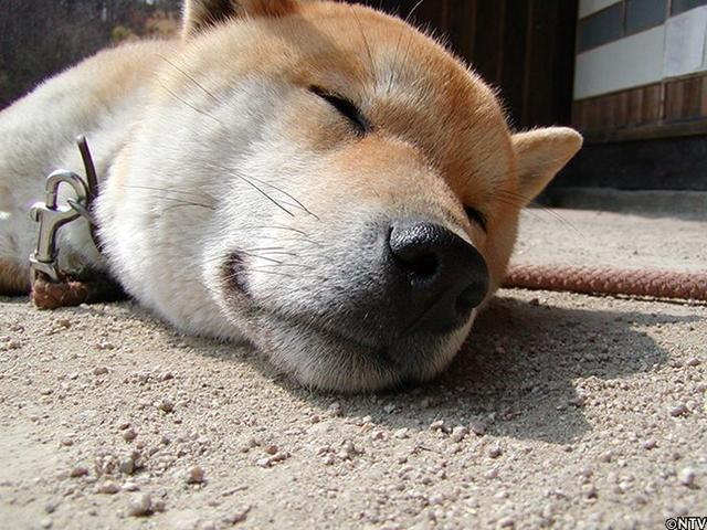 16岁柴犬北登离世网民悼念微笑天使